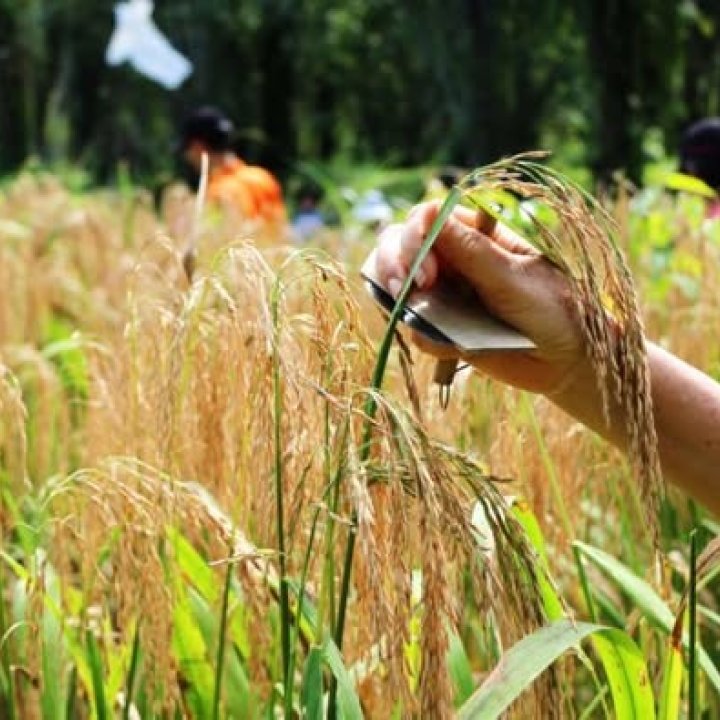 Taste & Shop! Khao Rai Dok Kha Phang Nga – Fragrant Local Rice You Can’t Miss!