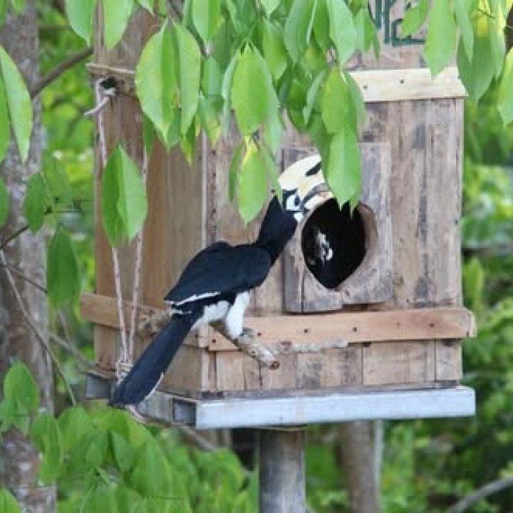 Coconut Gardens & Hornbill Missions