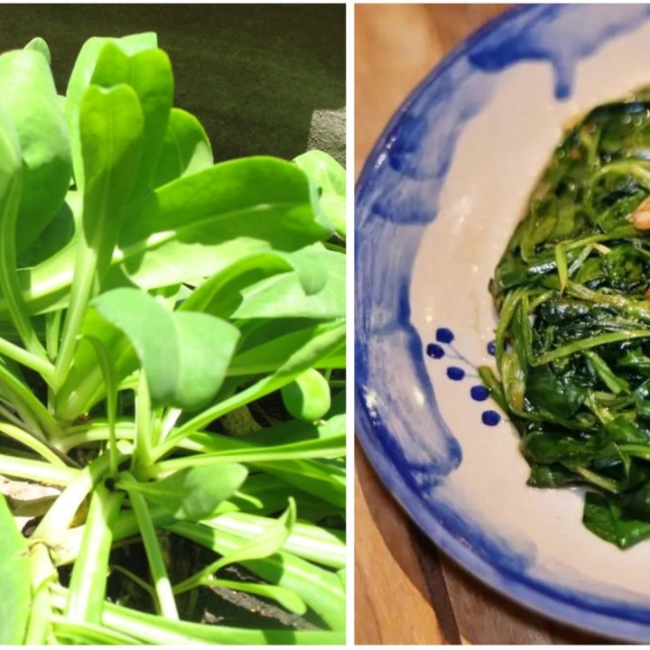 Toh Daeng at Baan Ar Jor - Flavors from the Maikhao Community