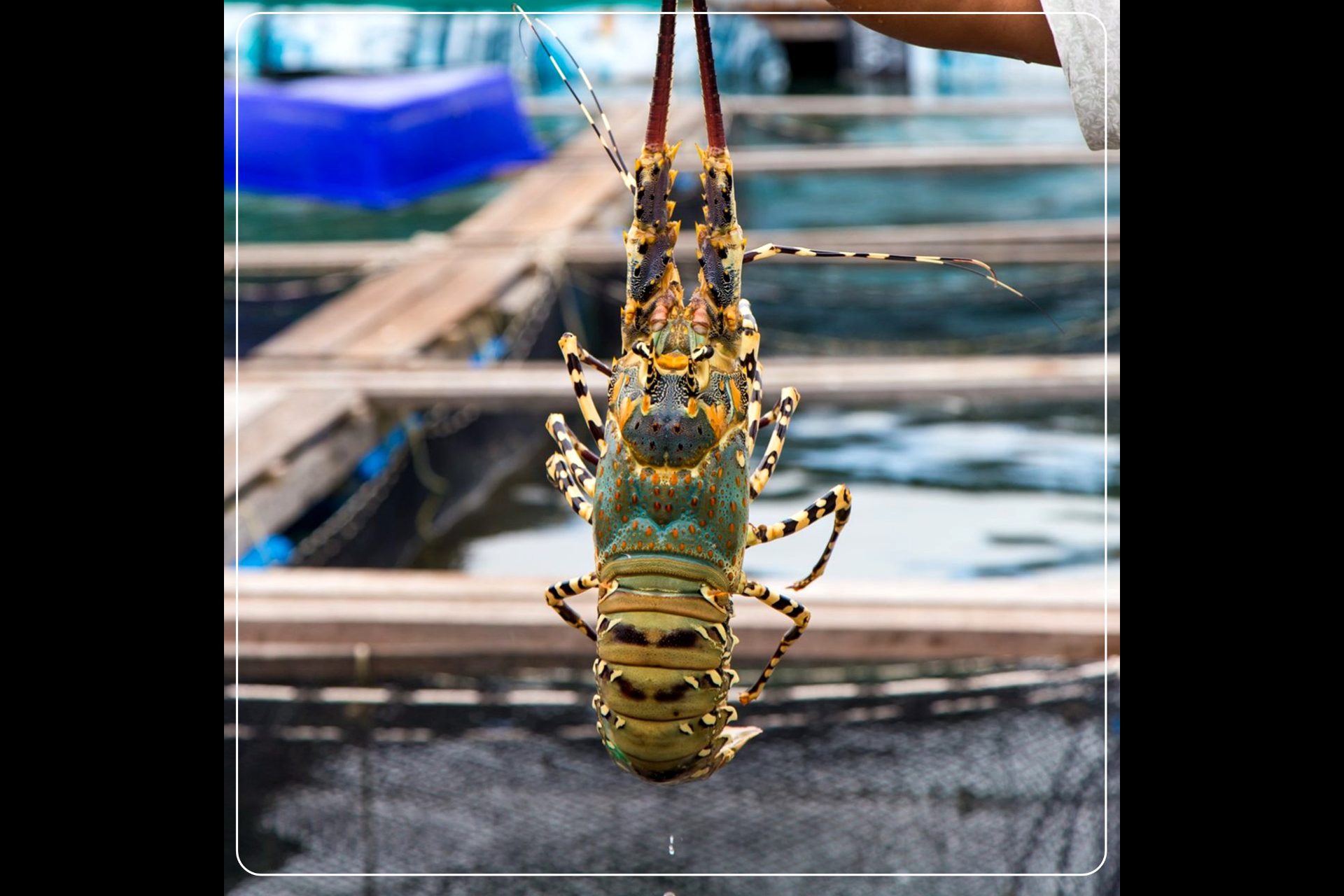 Lobster 7 colors, Tha Chatchai community tourism 