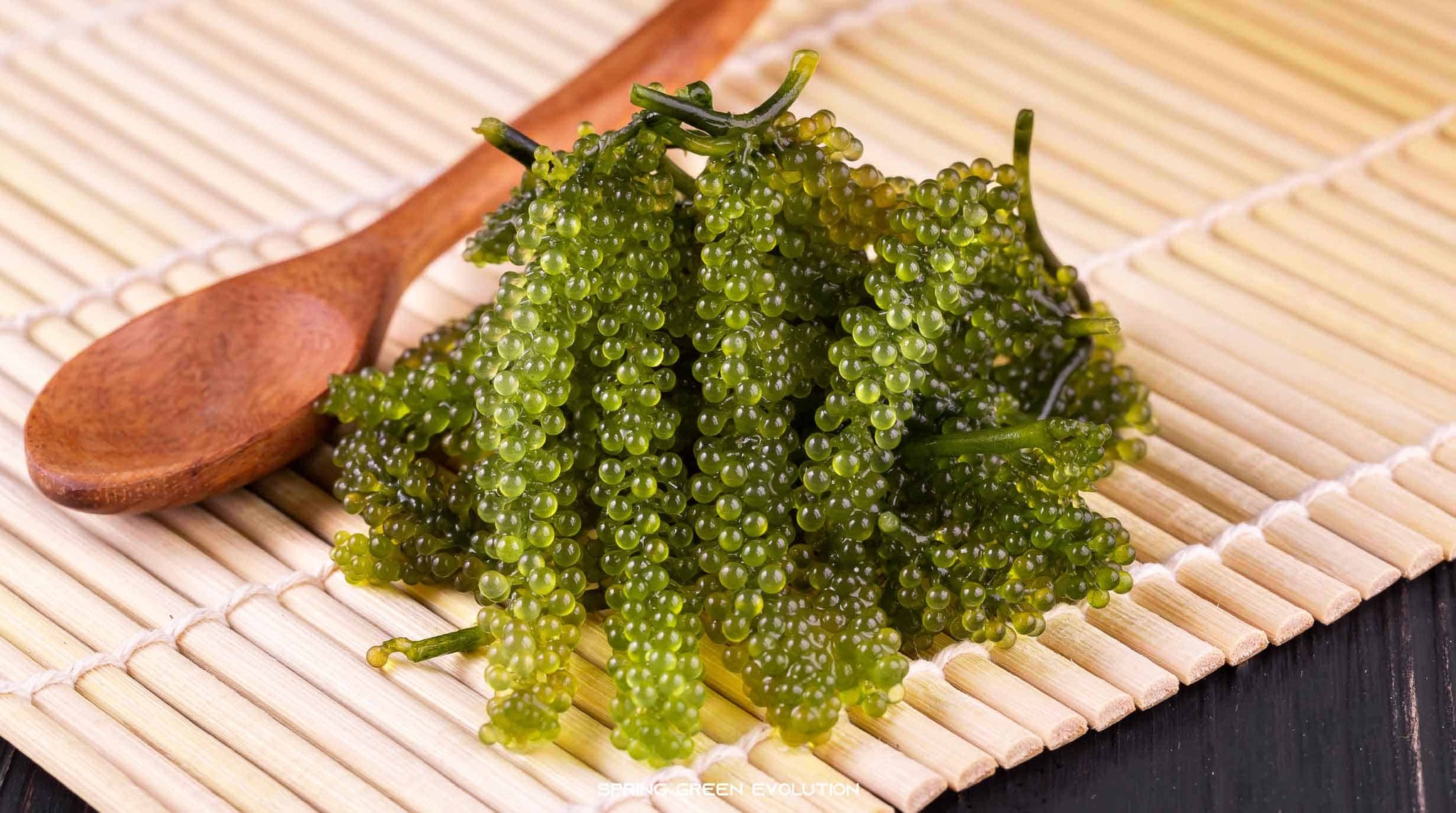 Grapes Seaweed or Pepper Seaweed or Green Caviar