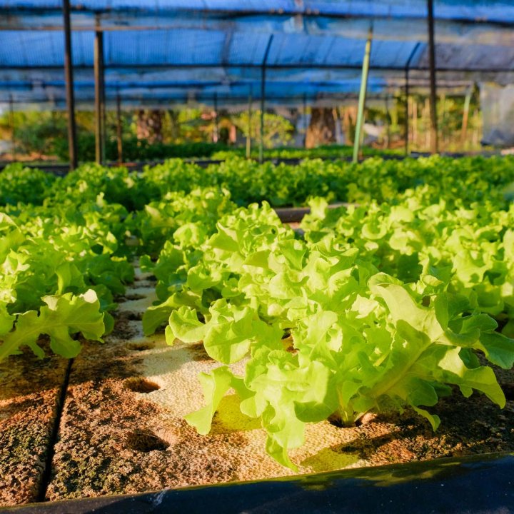 Baan Tha Din Dang Community Based Tourism Activities - Visiting the hydroponics vegetable garden