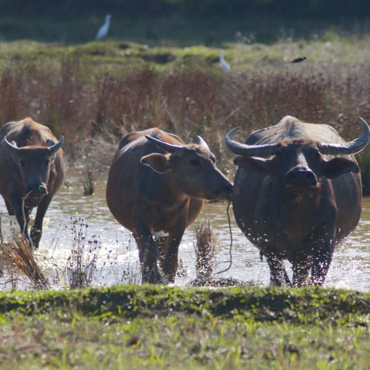 Baan Nam Chuet Community Based Tourism Activities - Stop by to see over 700 Rai of paddy fields and over 200 buffaloes